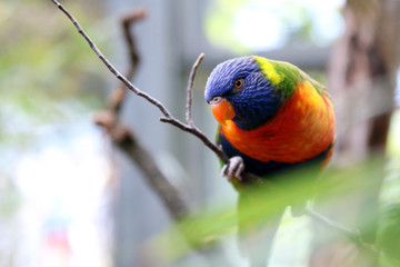 colorful rainbow lorikeet sitting on a twig