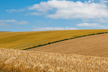 Golden fields in Sussex on a sunny summers day