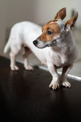 Kleiner Terriermischling mit krummen Beinen