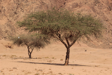 Acacia tree in desert sands