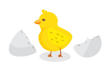 Hatched little chick flat vector illustration
