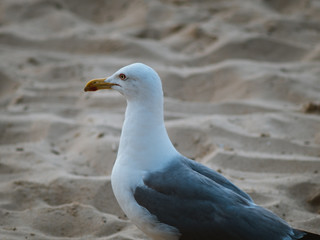 Lonely seagull walking on the sand