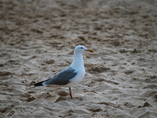 Lonely seagull walking on the sand