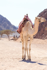 White camel in the middle of Sinai desert