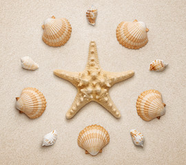 Fototapeta na wymiar High angle view of seashells and starfish isolated on sand background 