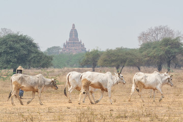 Herd of cattle walking through the dry field with temples and pagodas of ancient Bagan on background, Myanmar