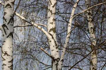 Beautiful landscape with white birches. Birch trees in bright sunshine. Birch grove in autumn. The trunks of birch trees with white bark. Birch trees trunks