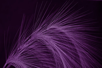 Four spikelets of decorative  barley  in violet tones against a dark background. Abstraction