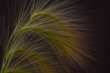 Obraz premium Isolated tender light green four spikelets of decorative barley on a dark background