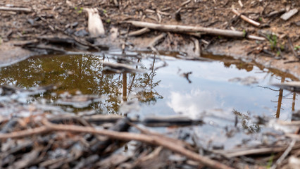 dark puddles in forest, deforested, trees mirrored in water surface