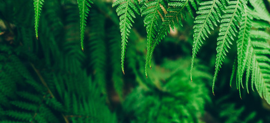 Jungle plants background (tropical leaves pattern). Tropical thickets and bushes in the jungle.