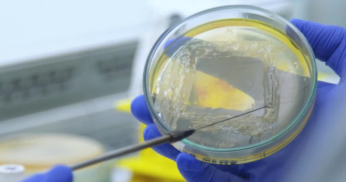 Conduct a microbiological loop through the bacteria. The bulky mass of bacteria cells. Close-up microbiologist with a bacterial loop collects bacteria culture from a petri dish. 