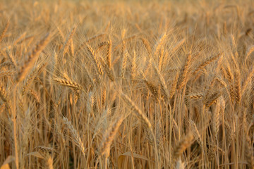 Fototapeta premium field of wheat