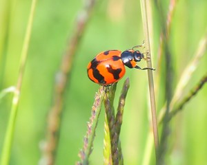 ladybug on leaf