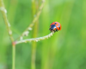 Fototapeta premium ladybug on green leaf