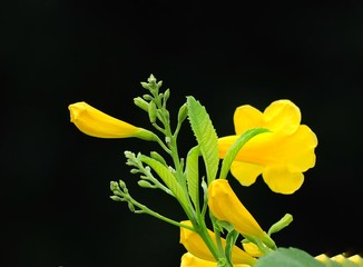 yellow flower on white background