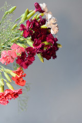 Bunch of colorful carnations on a gray background