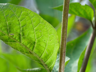 Green blade transparent with back light, background