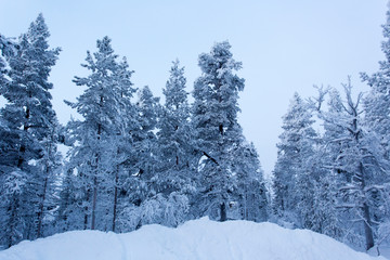 The lapland frozen landscape during winter
