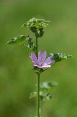 Meadow pink flower on blurred green bokeh background