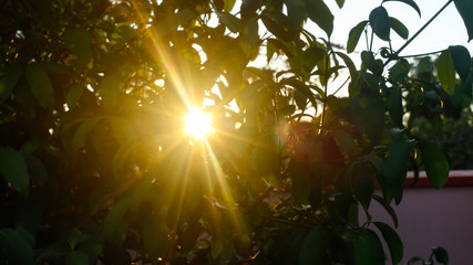 Sun and leaves