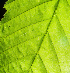 Green blade transparent with back light, background