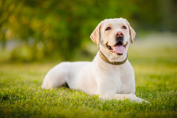 Happy purebred labrador retriever dog outdoors lies on grass park sunset summer day - obrazy, fototapety, plakaty