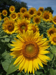 Fototapeta premium ヒマワリ畑で元気に咲くヒマワリ達