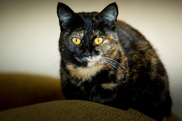 Portrait of a cat with a dark color and yellow eyes