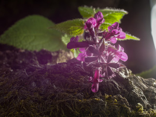 little flower closed up forest purple against sun
