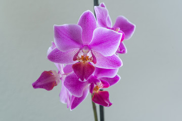 Orchideen Blüten auf neutralem hintergrund