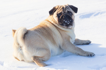 Portrait of a pug dog showing a snowy face, while the dog is standing in a snow landscape.