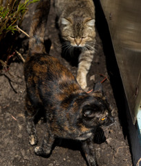 Gray cat chasing a cat with orange eyes