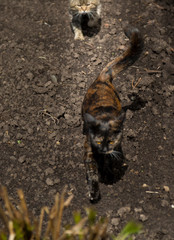 Gray cat chasing a cat with orange eyes