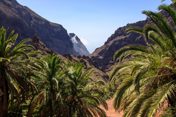 Fototapeta na wymiar Wide panorama of the Teno mountains gorge with palm trees in the foreground to the village of Maska in Tenerife . Canary Islands. Spain.