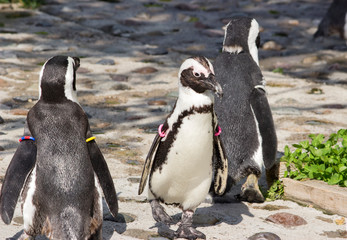 Fototapeta premium a flock of African penguins (Spheniscus demersus)
