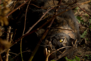 Portrait of a cat with yellow eyes