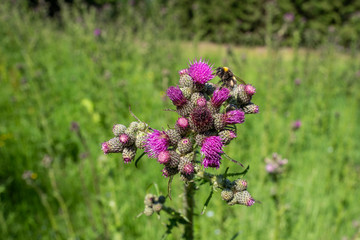 Distelblüte mit Hummel