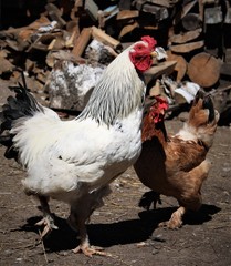 hen on farm