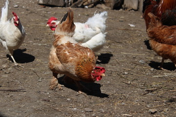 hen on farm