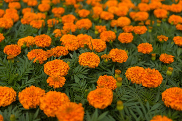 Orange Marigolds on the flower bed. Large meadow with flowers