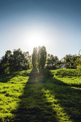 Long shadow of sunset sun of trees silhouettes with green meadow on a summer day is perfect for a relax walk. Braunschweig, Germany