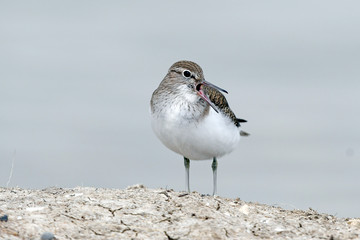rufender Flussuferläufer (Actitis hypoleucos) - Common sandpiper