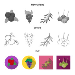 Isolated object of berry and fruit logo. Collection of berry and redberry stock symbol for web.