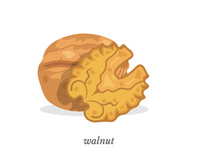 Walnut flat vector illustration with typography