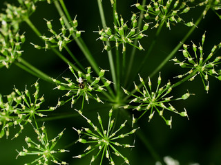 closeup of umbrellas with seeds of fragrant dill in forest