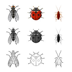 Vector illustration of insect and fly sign. Set of insect and element vector icon for stock.