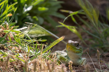 A lizard sunbathing
