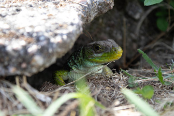 A lizard sunbathing