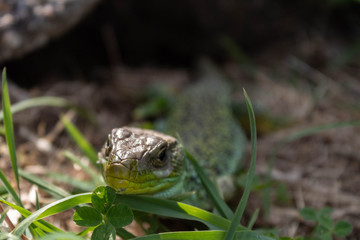 A lizard sunbathing